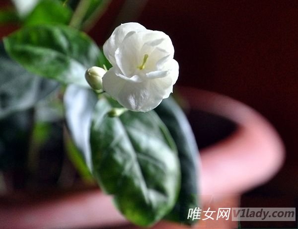 冬季宅女九大居家冬季减肥方法揭密